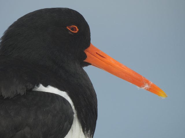 Close-up of an oystercatcher